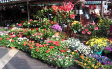 flower_market