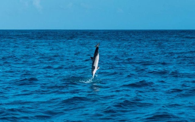 Dolphin Spotting