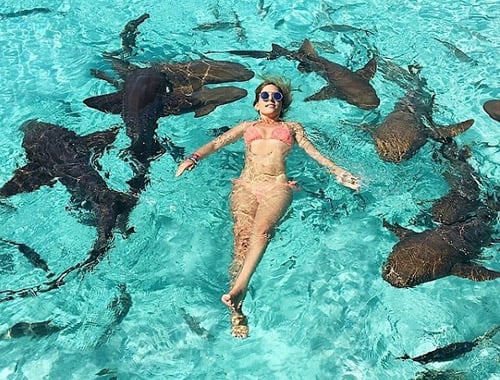 Maldives Tour Package Swim With Baby Sharks