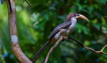 sri lanka itineraries sinharaja endemic bird varieties