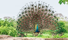 sri lanka itineraries 12 days peacock