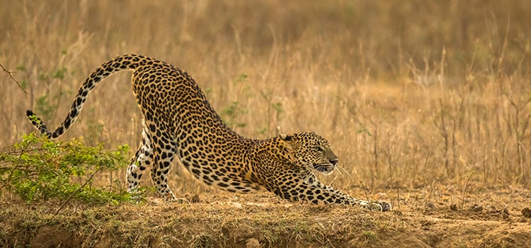 sri lanka itineraries package 12 days yala national park wild leopard