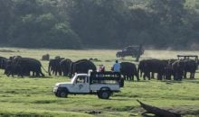 Sri Lanka Honeymoon Packages Minneriya Safari