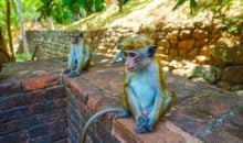 Sri Lanka Honeymoon Packages Monkey