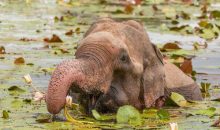 Elephant Eating a Water Lily