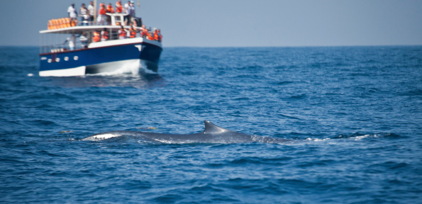 Whale watching in Mirissa sri lanka