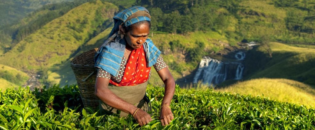 Tea plantation in Nuwara Eliya by Olanka Travels