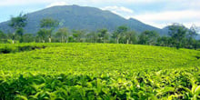 Gunang Mus tea plantation